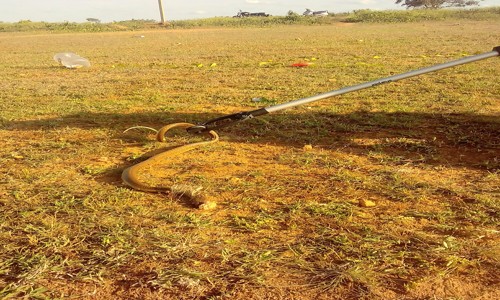Serpent Adventures - Snake Rescue & Relocation - Pest Control in Narasimha Raja Mohalla, Mysore