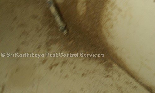 Sri Karthikeya Pest Control Services - Pest Control in Lal Bahadur Nagar, Hyderabad