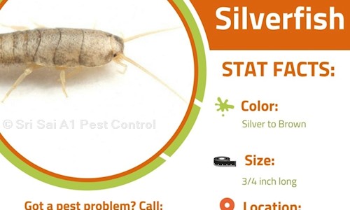 Sri Sai A1 Pest Control - Pest Control in Rajaji Nagar, Bangalore