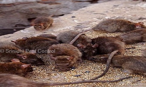 Srinidhi Pest Control - Pest Control in Nandini Layout, Bangalore