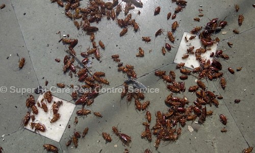 Super Hi-Care Pest Control service - Pest Control in Fatehpur Billoch, Faridabad