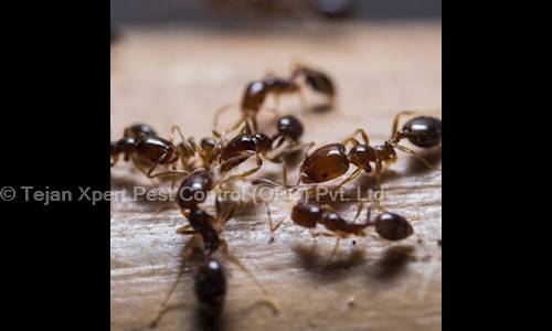 Tejan Xpert Pest Control OPC Pvt. Ltd. - Pest Control in Raj Nagar, Ghaziabad