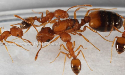 Vaid Brothers Pest Control - Pest Control in Mayur Vihar Phase 1, Delhi