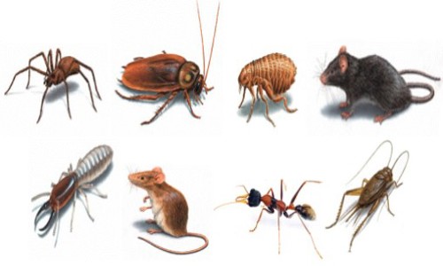 Viluna Pest Control - Pest Control in Malakpet, Hyderabad