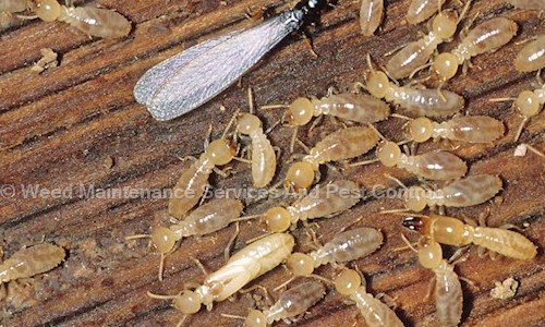 Weed Maintenance Services And Pest Control - Pest Control in New Mankapur, Nagpur