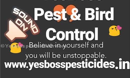 Yesboss Pesticide Services - Pest Control in C Scheme, Jaipur
