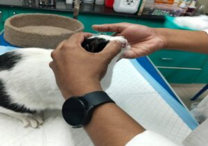 SKS Veterinary Hospital image