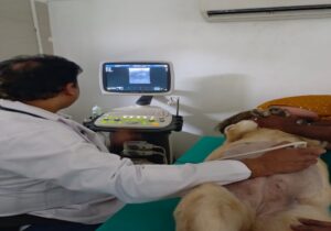 SKS Veterinary Hospital image