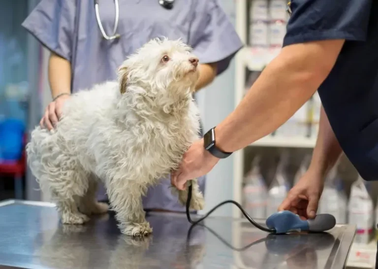 SKS Veterinary Hospital image
