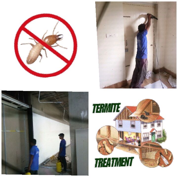 termite control of Anusaya Pest Control service - Best Pest Control Service