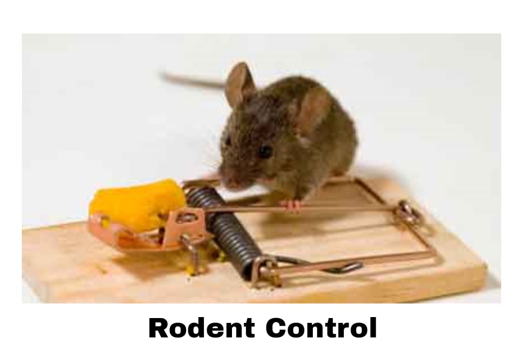 Rodent Control of SLS ENTERPRISES