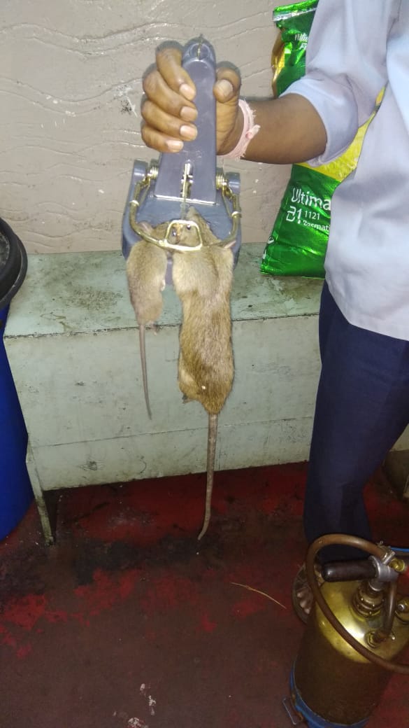Rodent Control of Srinidhi Pest Control Services