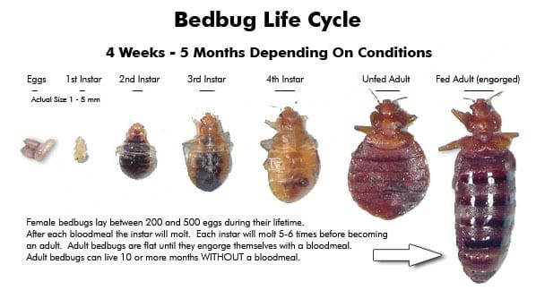 Bed Bug Spray of SLS ENTERPRISES