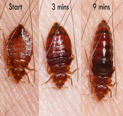 Bed Bug Spray of SLS ENTERPRISES