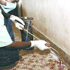 Termite Treatment of Suraksha Pest Control And Sanitizing Service