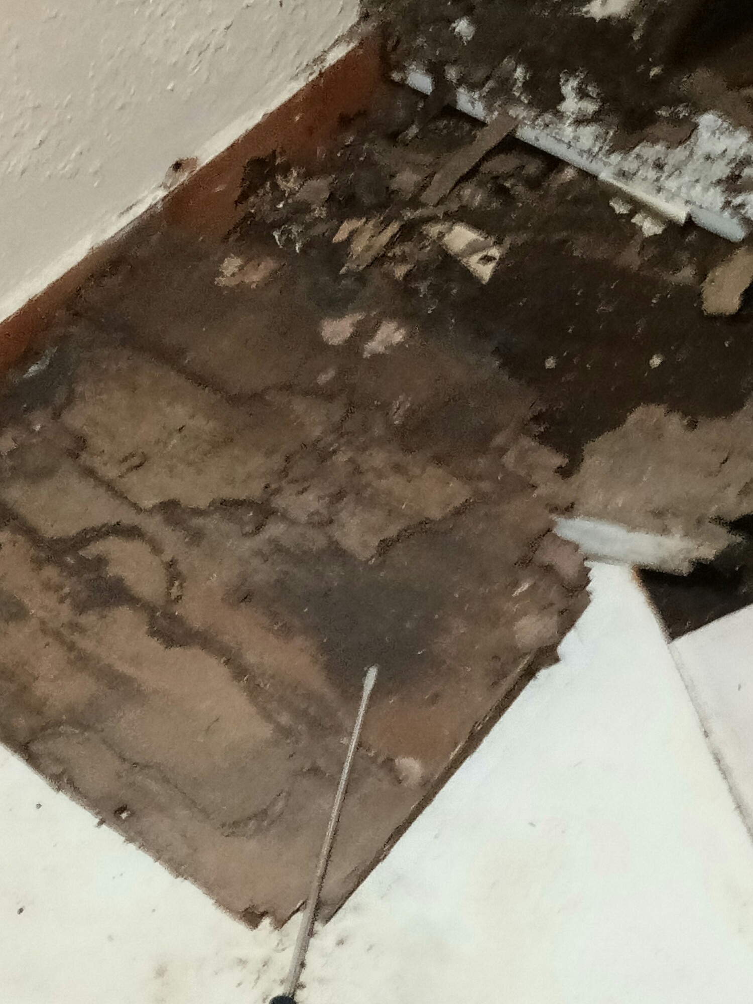 Termite Treatment of T.P. Pest Control