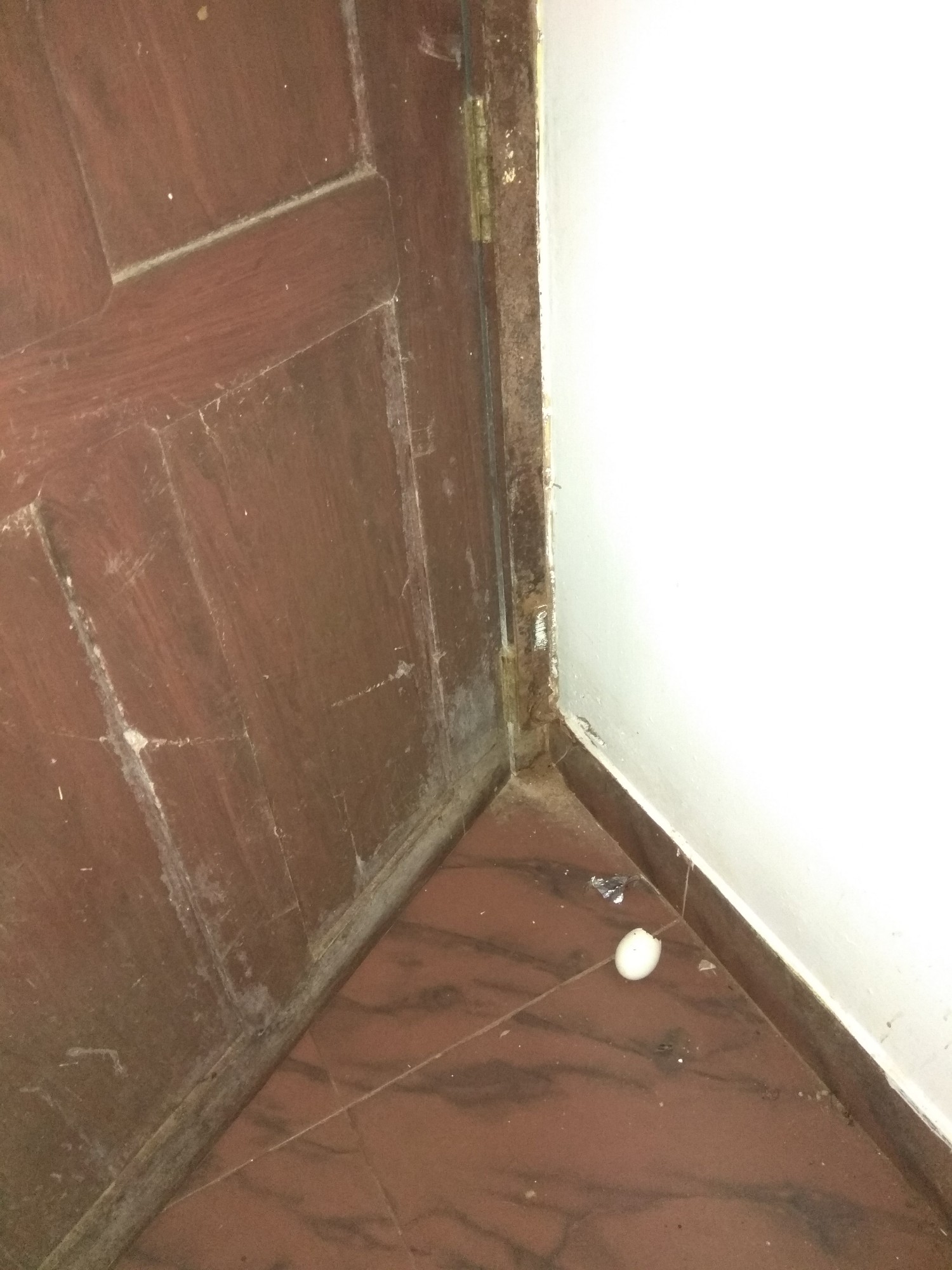 Rodent Control of Pest Control and Cleaning Services Kerala