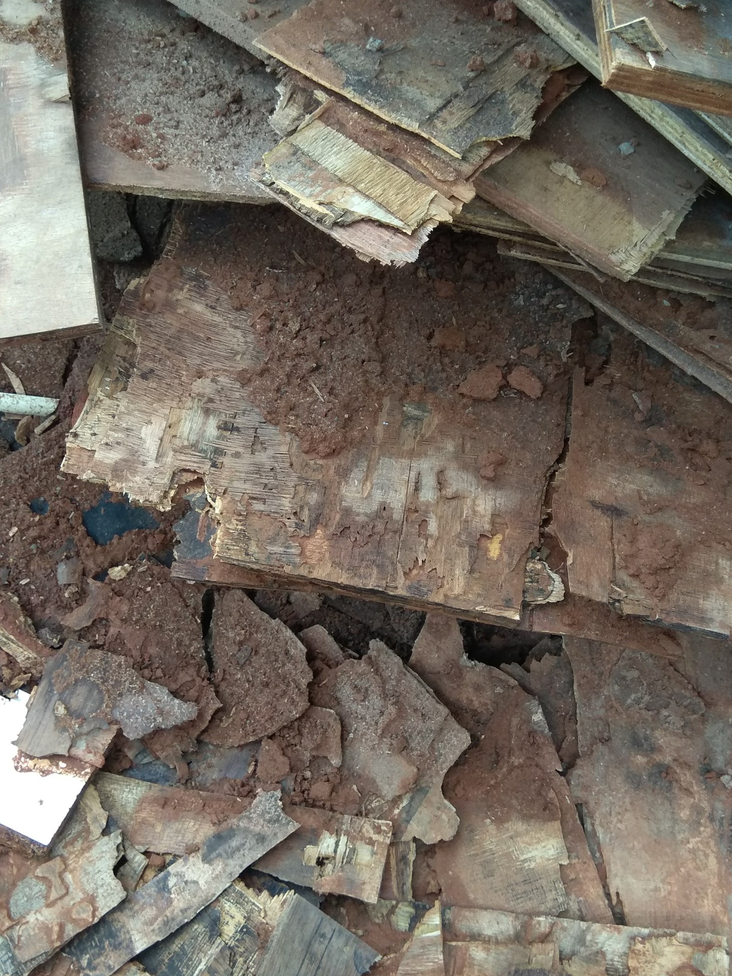 Termite Treatment of Pest Control and Cleaning Services Kerala