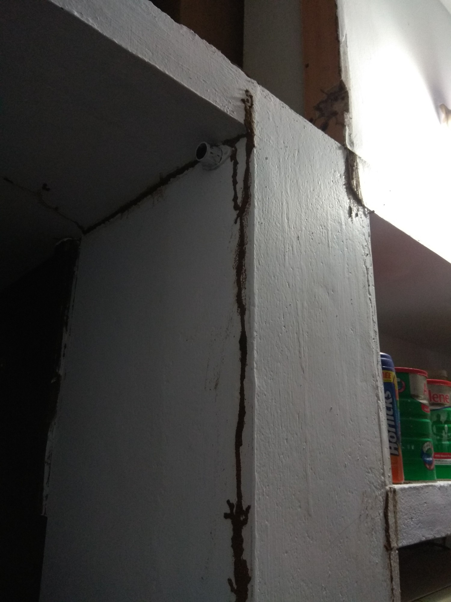 Termite Treatment of Pest Control and Cleaning Services Kerala