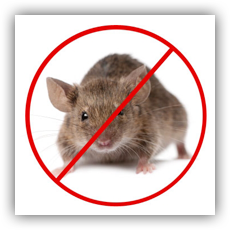 Rodent Control of Unique pest control