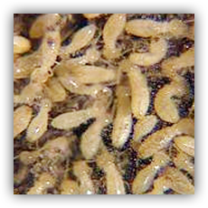 Termite Treatment of Unique pest control