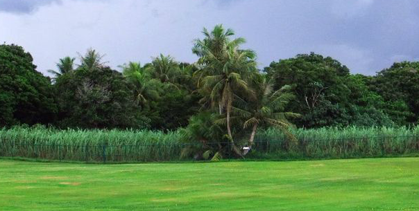 Landscaping of Revathy Constructions