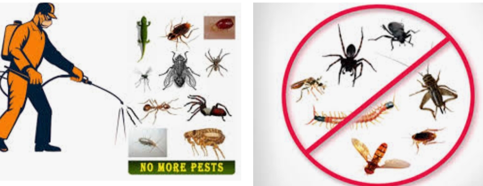 On-site Treatment of Pradhan Pest Control India