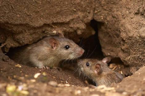 Rodent Control of Blue Bird Pest Control Pvt. Ltd.