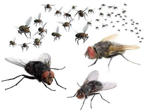 Pest Control Equipment of Blue Bird Pest Control Pvt. Ltd.