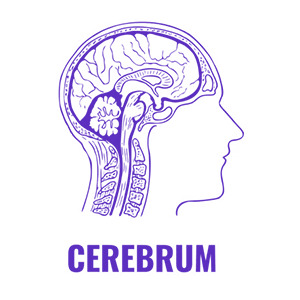 Cerebrum Biology Academy (Rohini) image