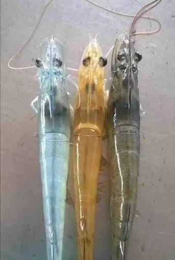 null of Galaxy Pest Management Services