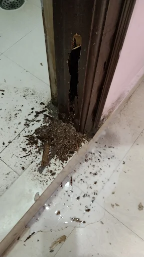 Termite Treatment of Galaxy Pest Management Services