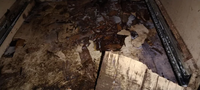 Before & After Comparison of Galaxy Pest Management Services
