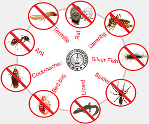 pest control of Anusaya Pest Control service - Best Pest Control Service
