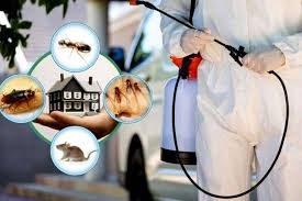 Termite Treatment of Gentle Technology