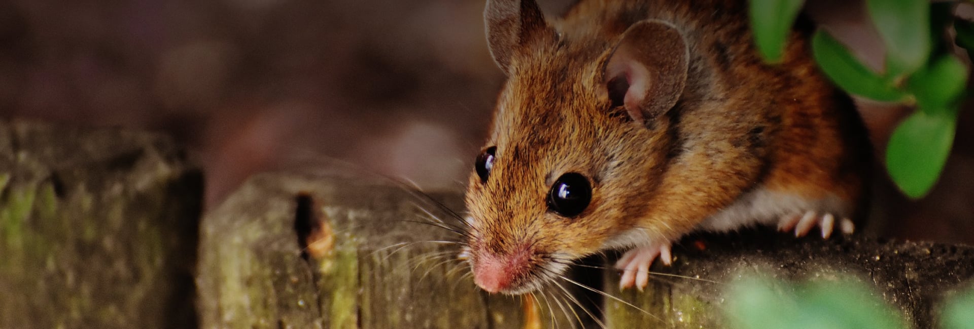 Rodent Control of Hindustan Pest Control
