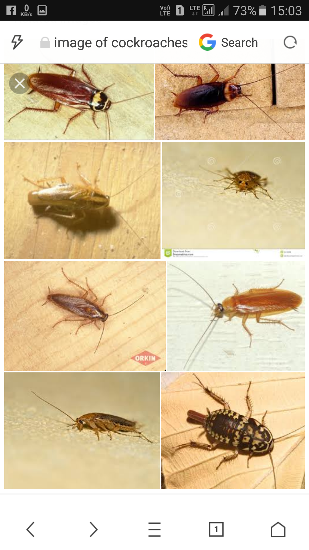 Cockroach Control of Hindustan Pest Control