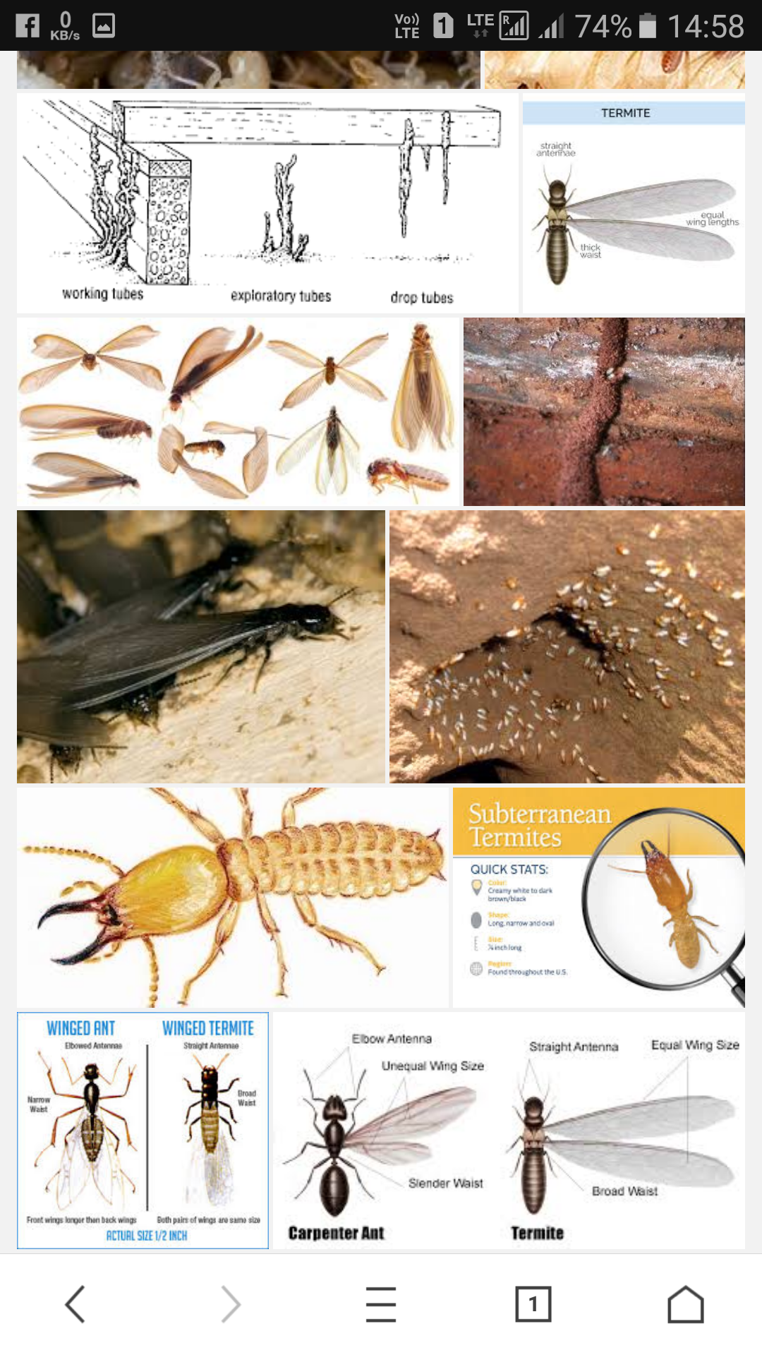 Other of Hindustan Pest Control