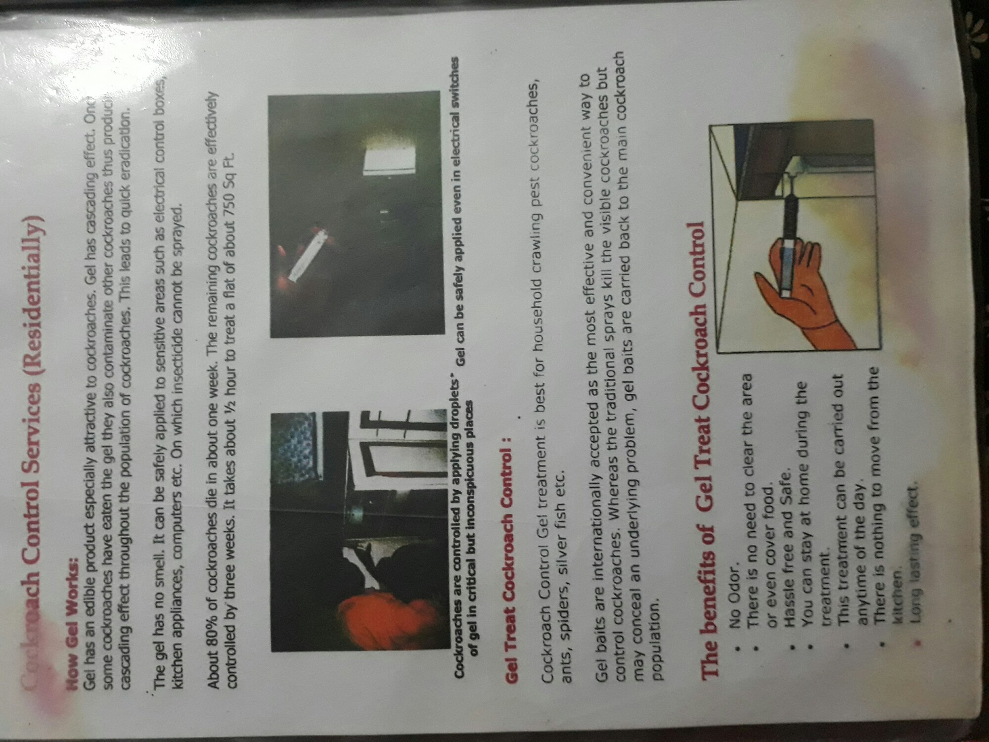 Cockroach Control of Hindustan Pest Control