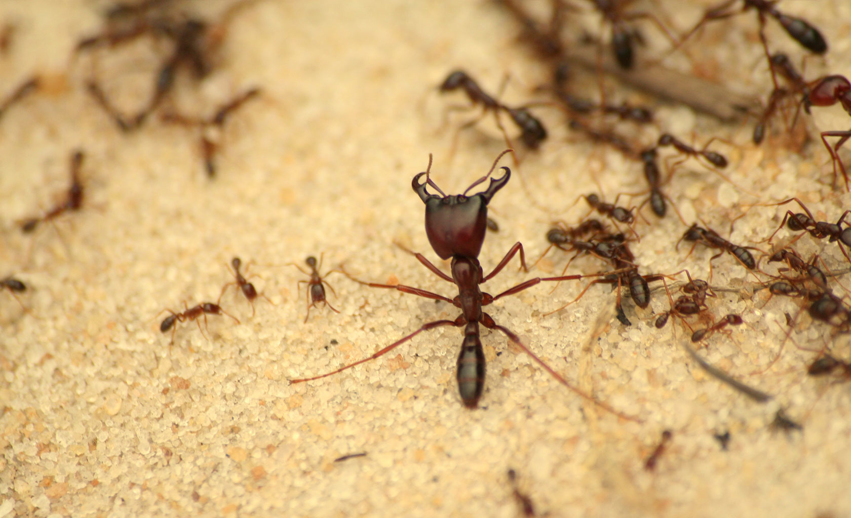 Rodent Control of Pest Control and Cleaning Services Kerala