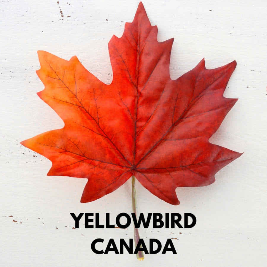 Visa Experts of Yellowbird Immigration | Best Immigration Consultants in Delhi