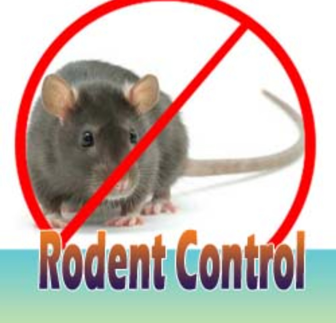Rodent Control of Pushpa pest control Private Limited