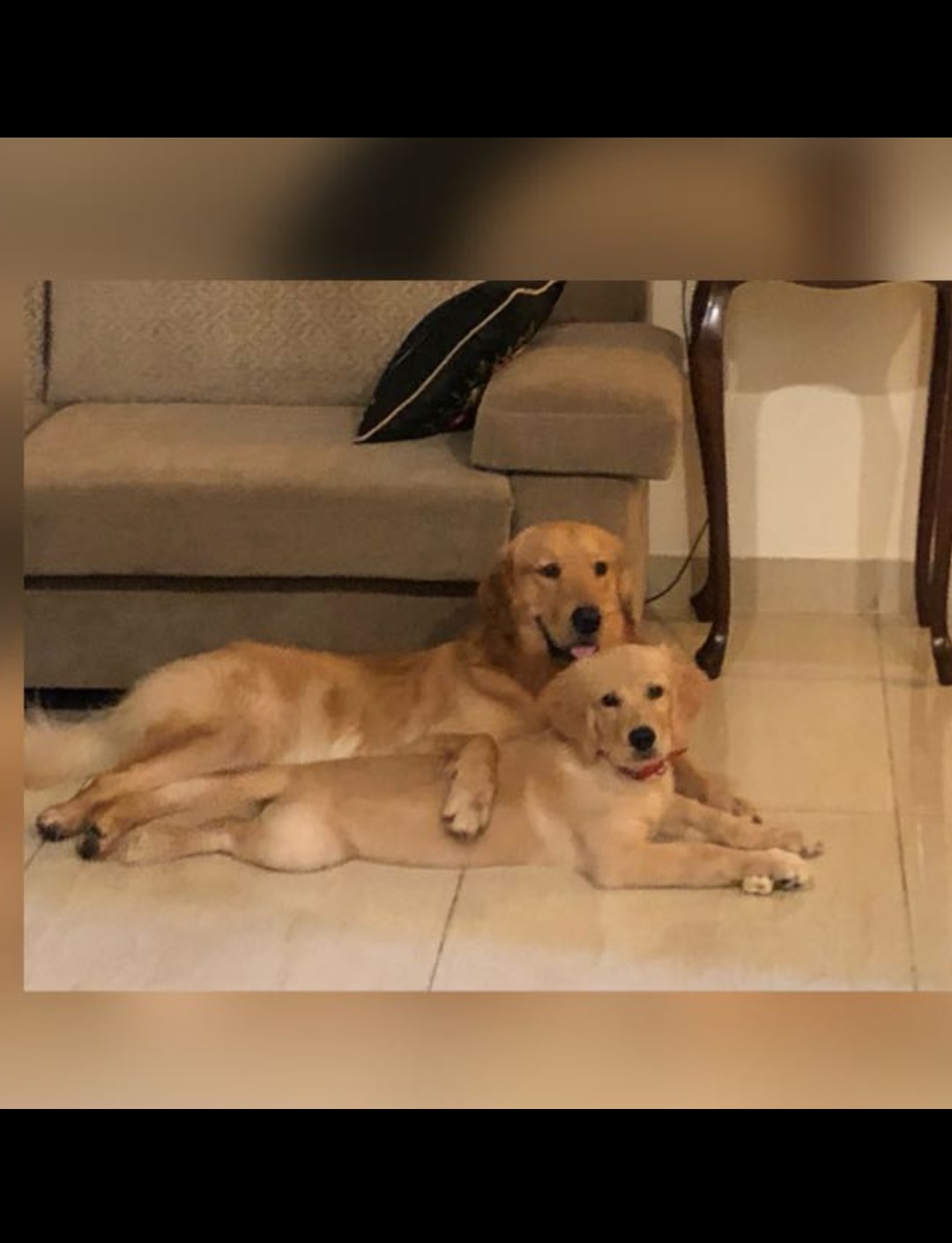 dogs of Real Pet School