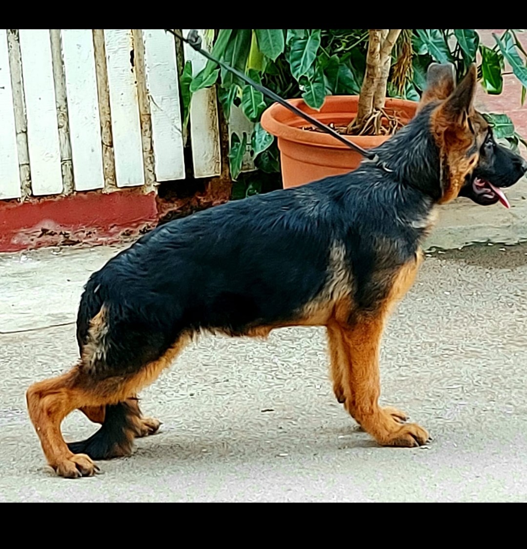dog of Real Pet School