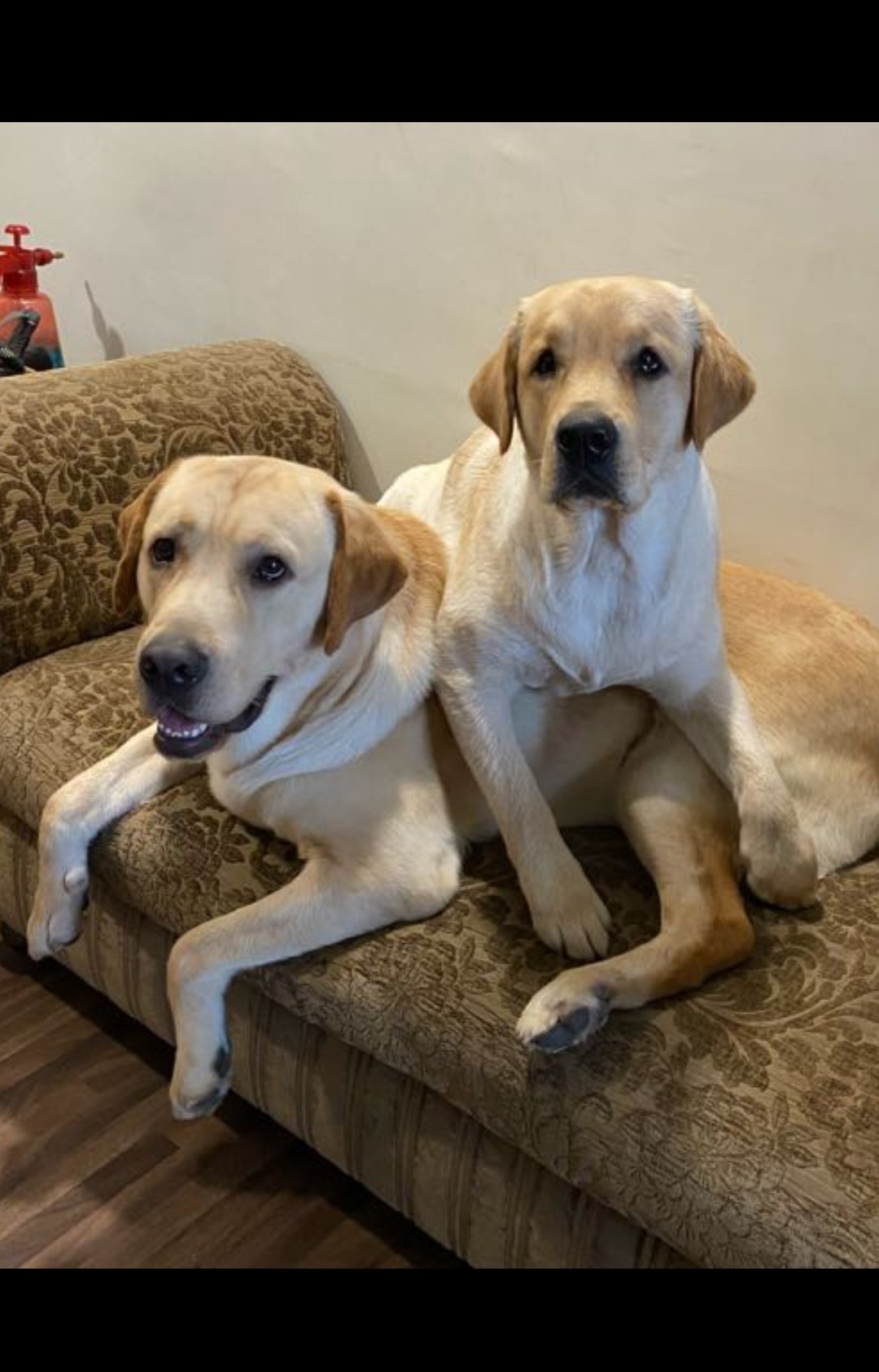 dogs of Real Pet School