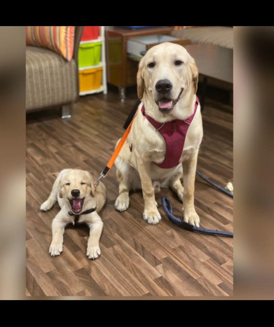 Other of Real Pet School