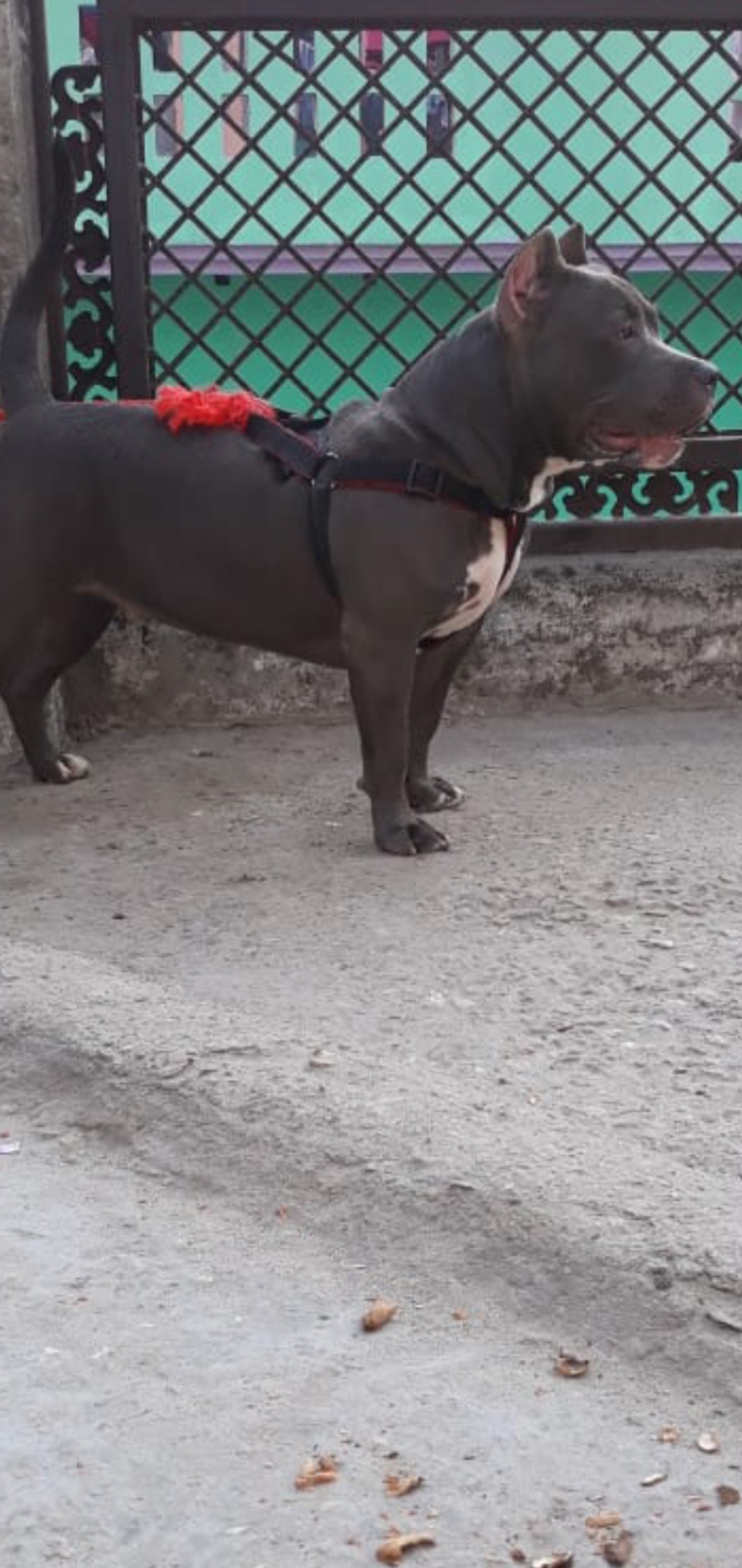 dog of Real Pet School