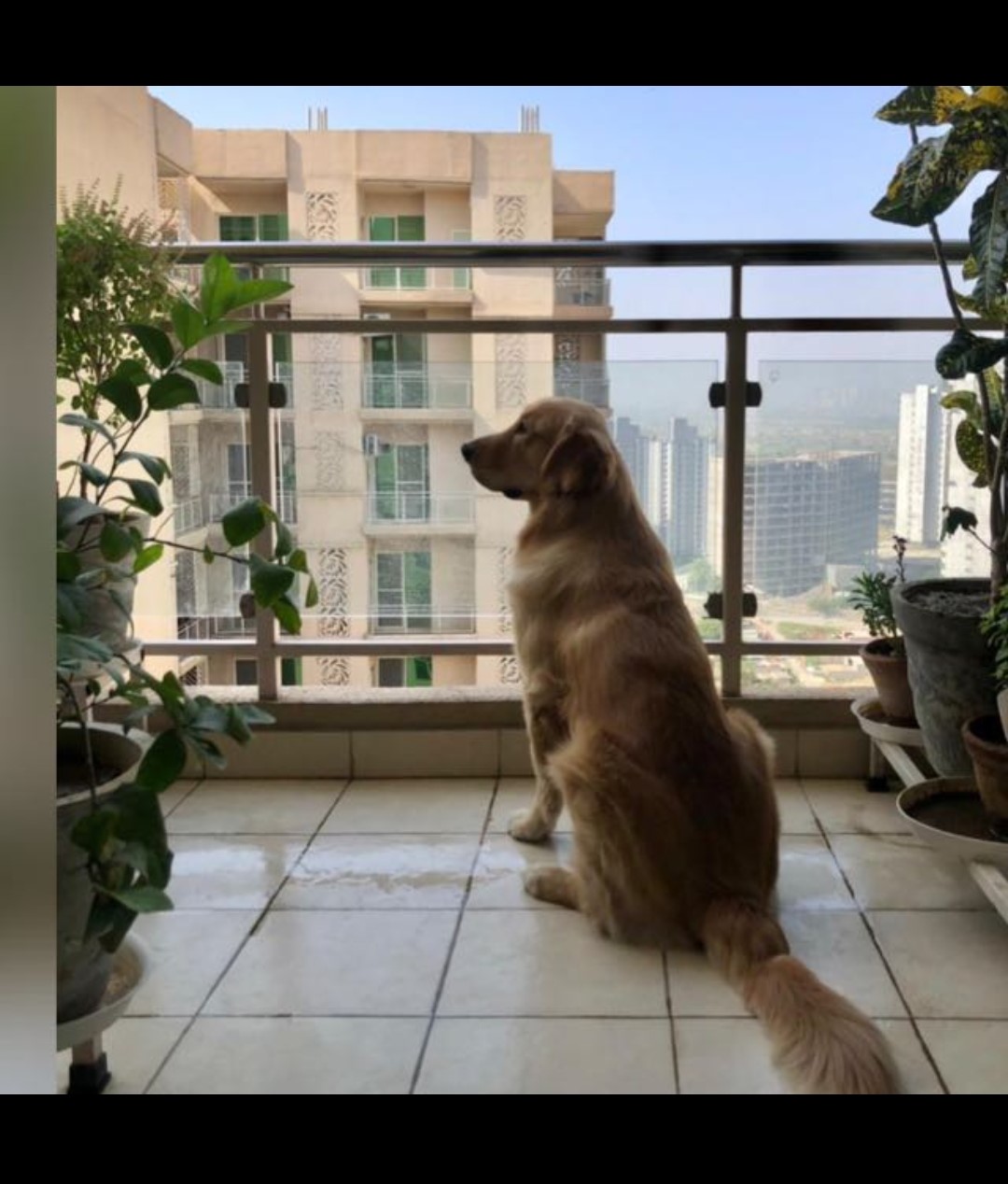 Other of Real Pet School
