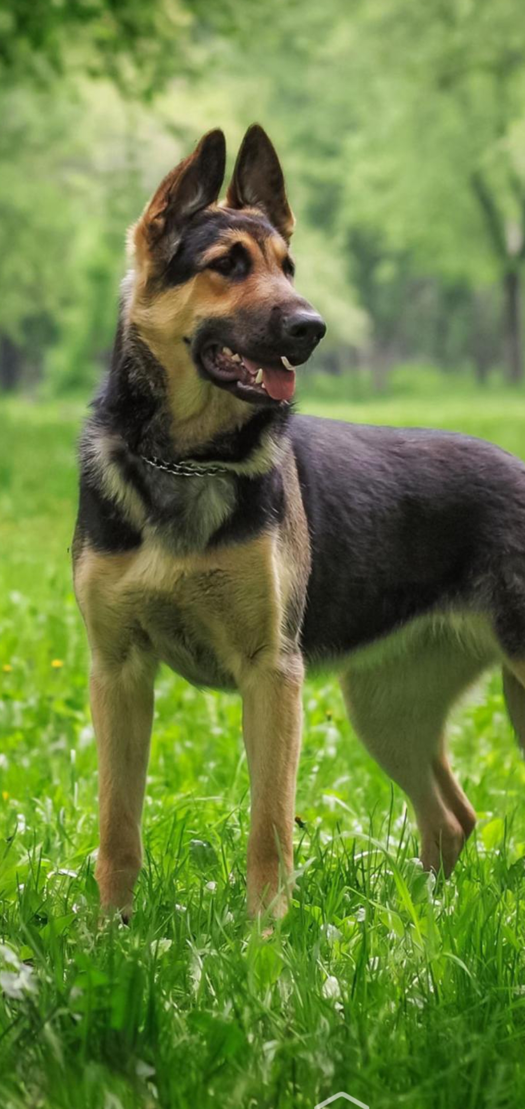 dog of Real Pet School