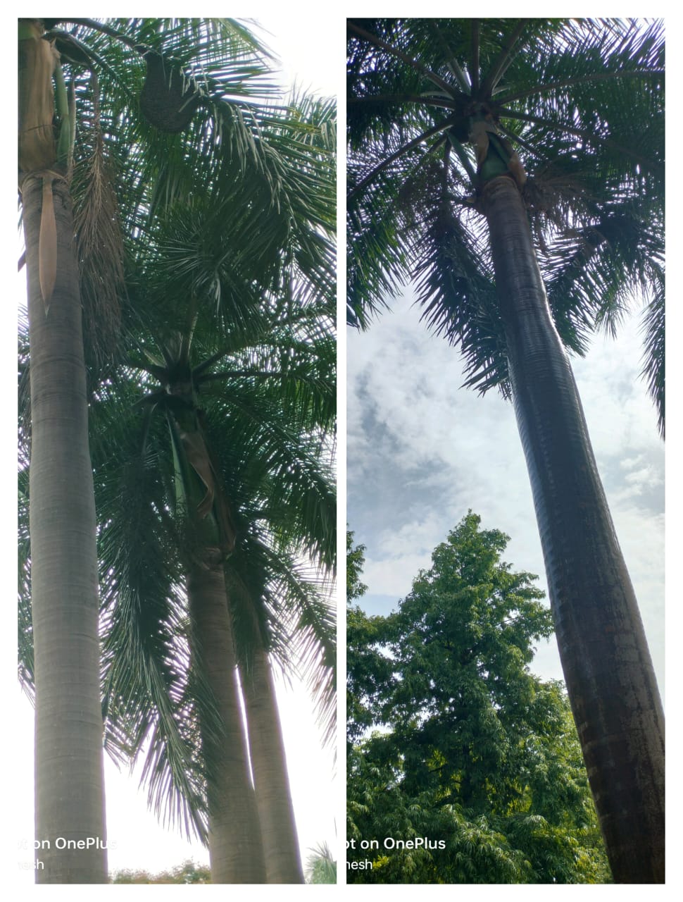 Before & After Comparison of RP Pest Control Service